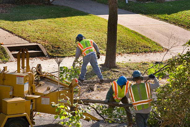 Best Firewood Processing and Delivery  in Suisun City, CA